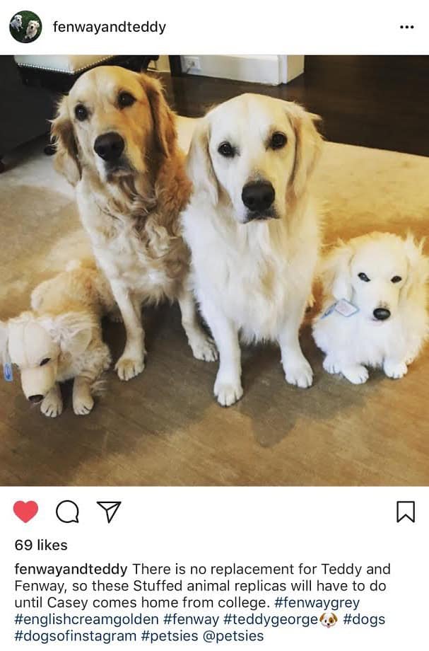 petsies custom stuffed dog